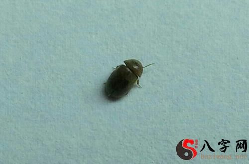 梦见家里到处都是虫子