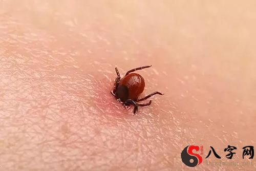 梦见身上长虫