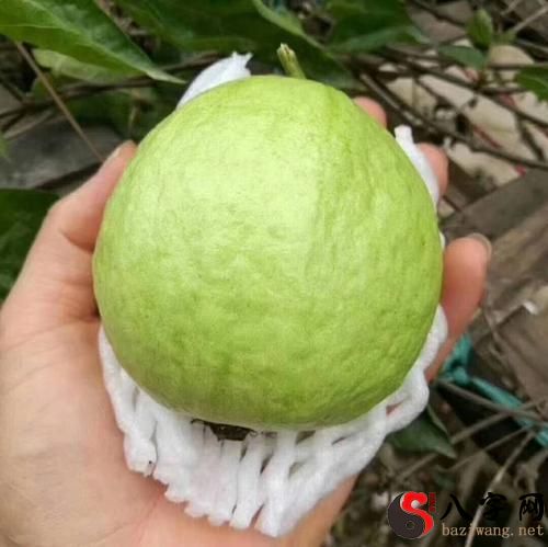 孕妇梦见石榴